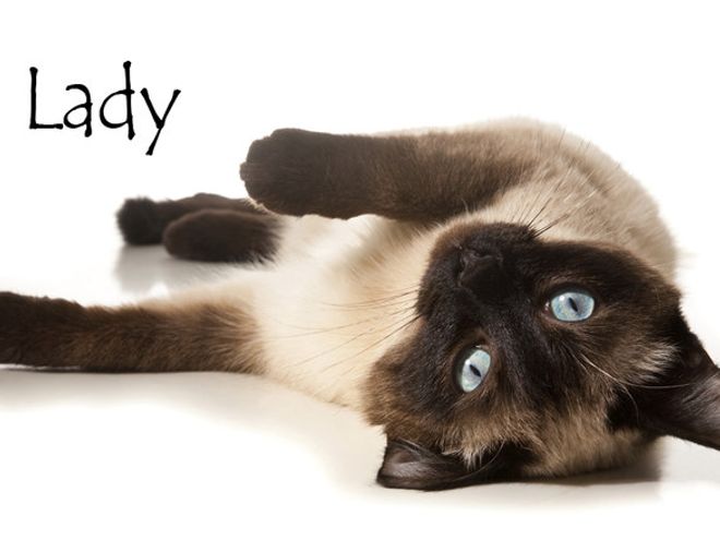 Nom De Chat Femelle 15 Idees De Noms De Chat Femelle En L