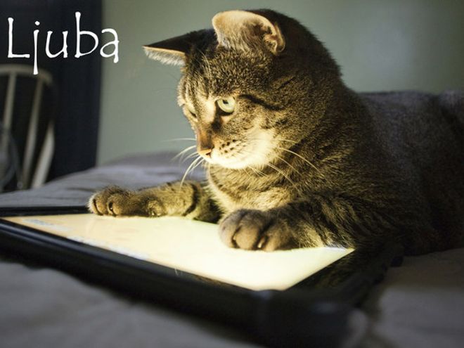 Nom De Chat Femelle 15 Idees De Noms De Chat Femelle En L