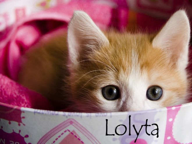 Nom De Chat Femelle 15 Idees De Noms De Chat Femelle En L