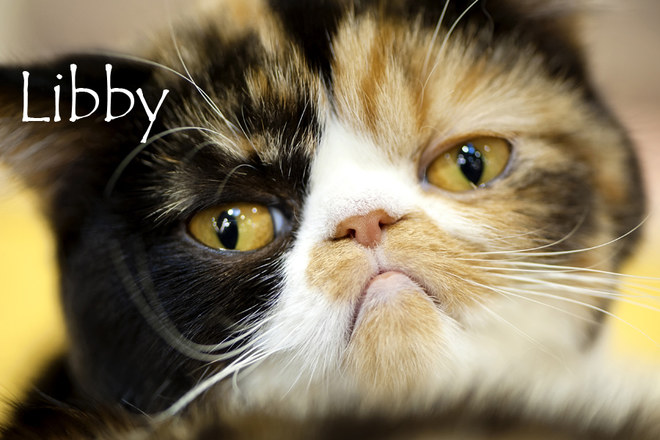 Nom De Chat Femelle 15 Idees De Noms De Chat Femelle En L