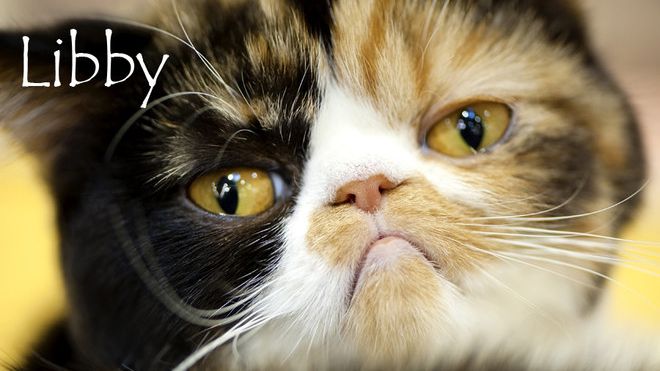 Nom De Chat Femelle 15 Idees De Noms De Chat Femelle En L