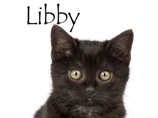 Nom De Chat Femelle 15 Idees De Noms De Chat Femelle En L