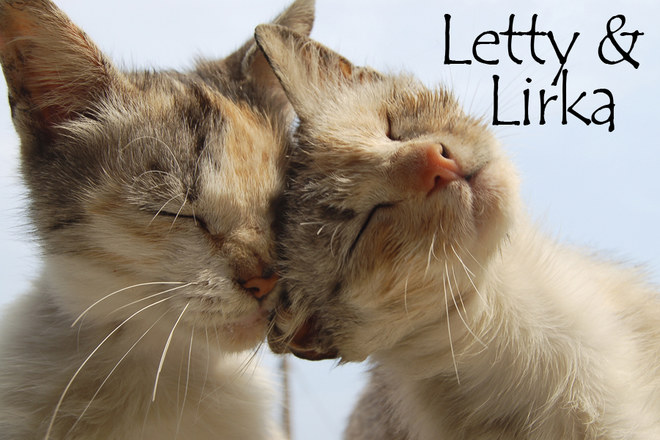 Nom De Chat Femelle 15 Idees De Noms De Chat Femelle En L