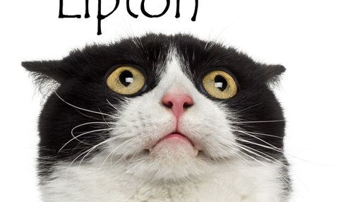 Nom De Chat Femelle 15 Idees De Noms De Chat Femelle En L