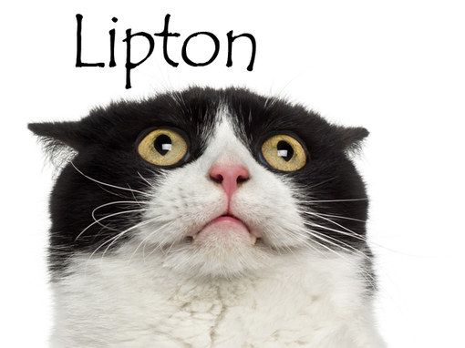 Nom De Chat Femelle 15 Idees De Noms De Chat Femelle En L