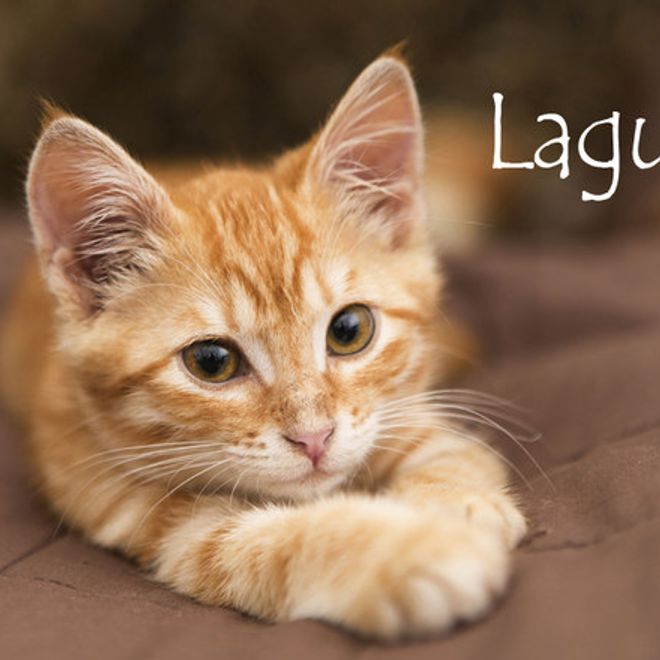 Nom De Chat Femelle 15 Idees De Noms De Chat Femelle En L