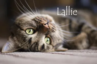 Nom De Chat Femelle 15 Idees De Noms De Chat Femelle En L