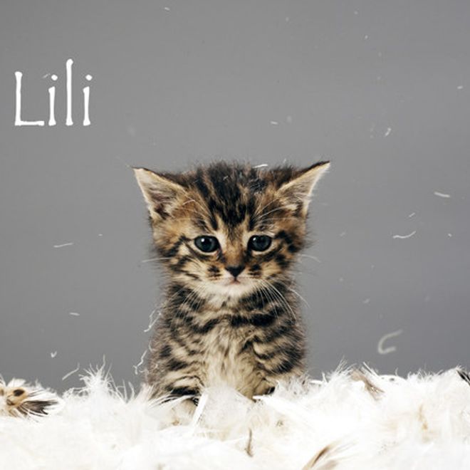 Nom De Chat Femelle 15 Idees De Noms De Chat Femelle En L