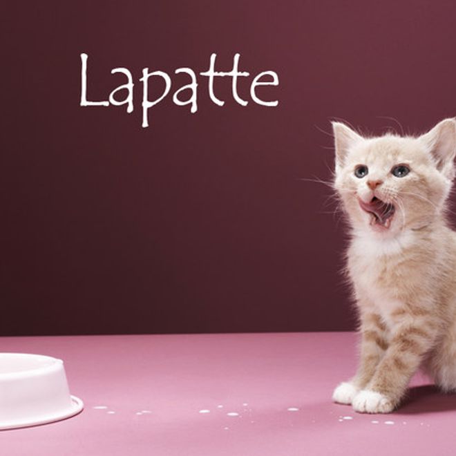 Nom De Chat Femelle 15 Idees De Noms De Chat Femelle En L