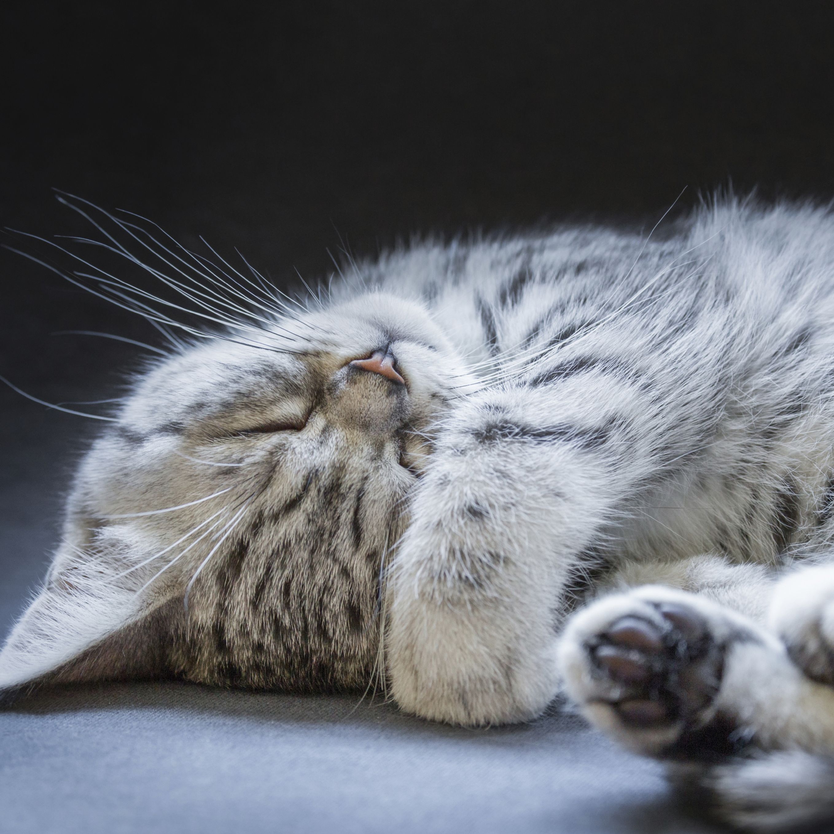 Nom De Chat Male 15 Idees De Noms De Chat Male En L