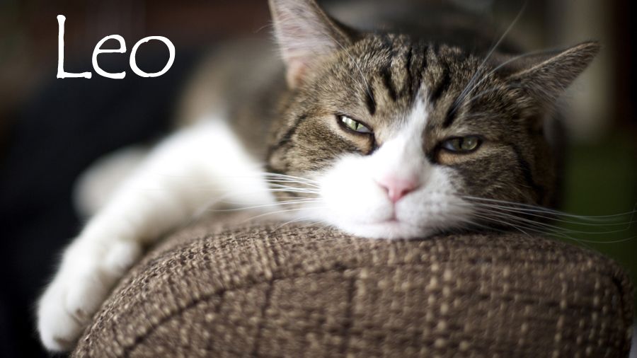 Nom De Chat Male 15 Idees De Noms De Chat Male En L