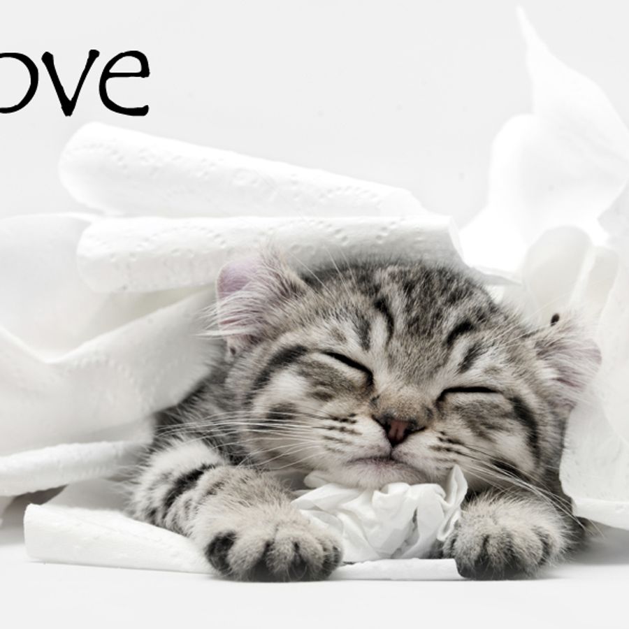 Nom De Chat Male 15 Idees De Noms De Chat Male En L