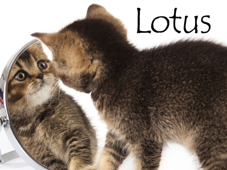 Nom De Chat Male 15 Idees De Noms De Chat Male En L