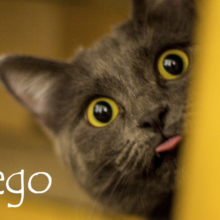 Nom De Chat Male 15 Idees De Noms De Chat Male En L