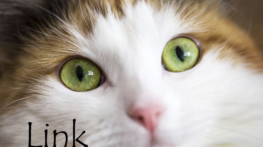 Nom De Chat Male 15 Idees De Noms De Chat Male En L