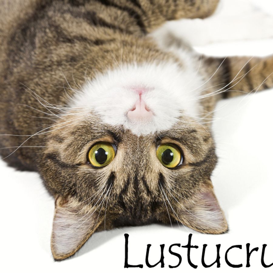 Nom De Chat Male 15 Idees De Noms De Chat Male En L