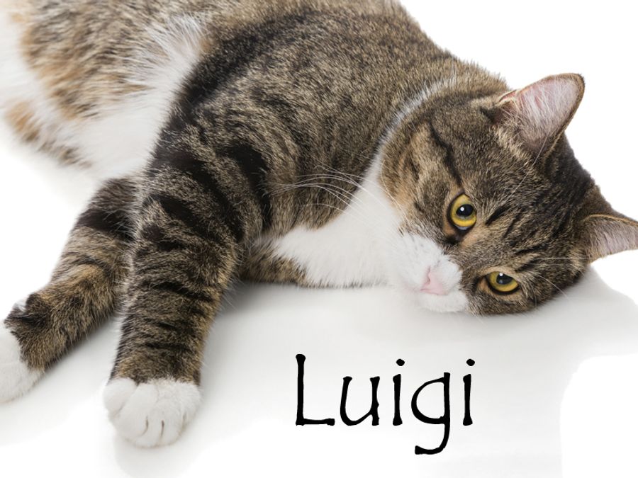 Nom De Chat Male 15 Idees De Noms De Chat Male En L