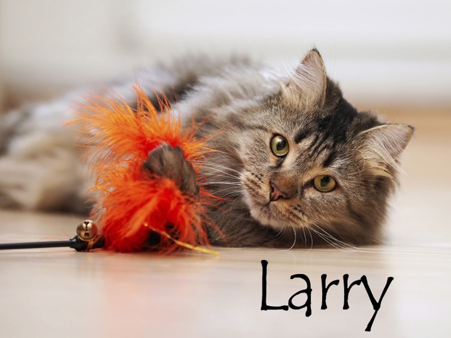 Nom De Chat Male 15 Idees De Noms De Chat Male En L