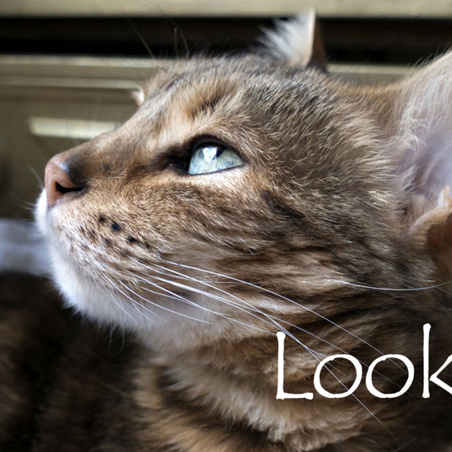 Nom De Chat Male 15 Idees De Noms De Chat Male En L