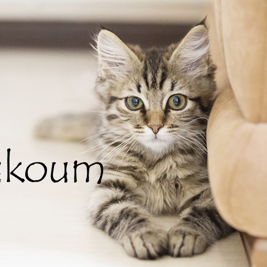 Nom De Chat Male 15 Idees De Noms De Chat Male En L