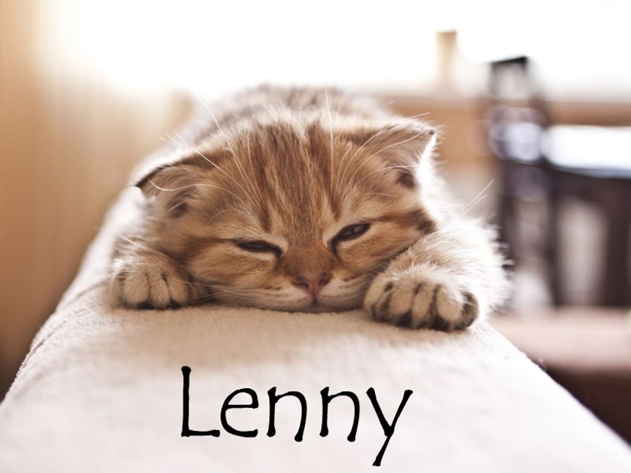 Nom De Chat Male 15 Idees De Noms De Chat Male En L