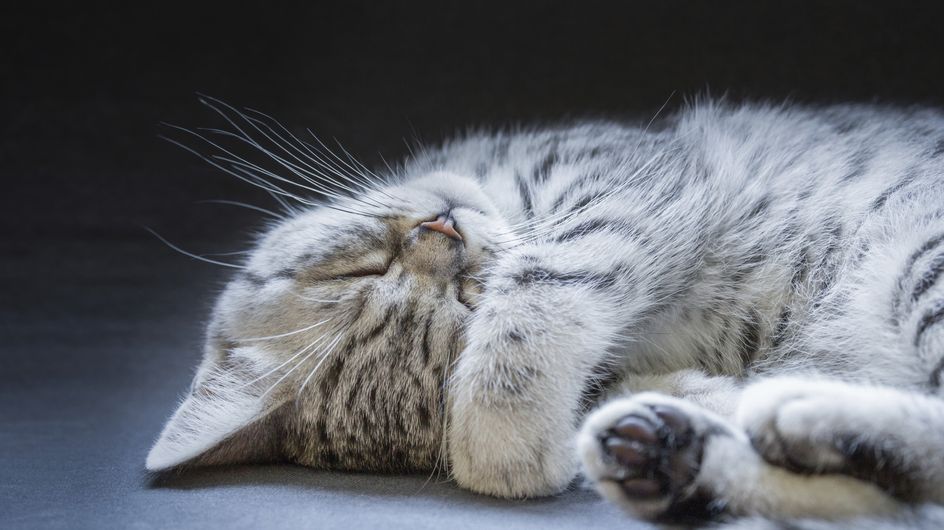 Ich will einen schönen Namen mit L für meinen Kater!