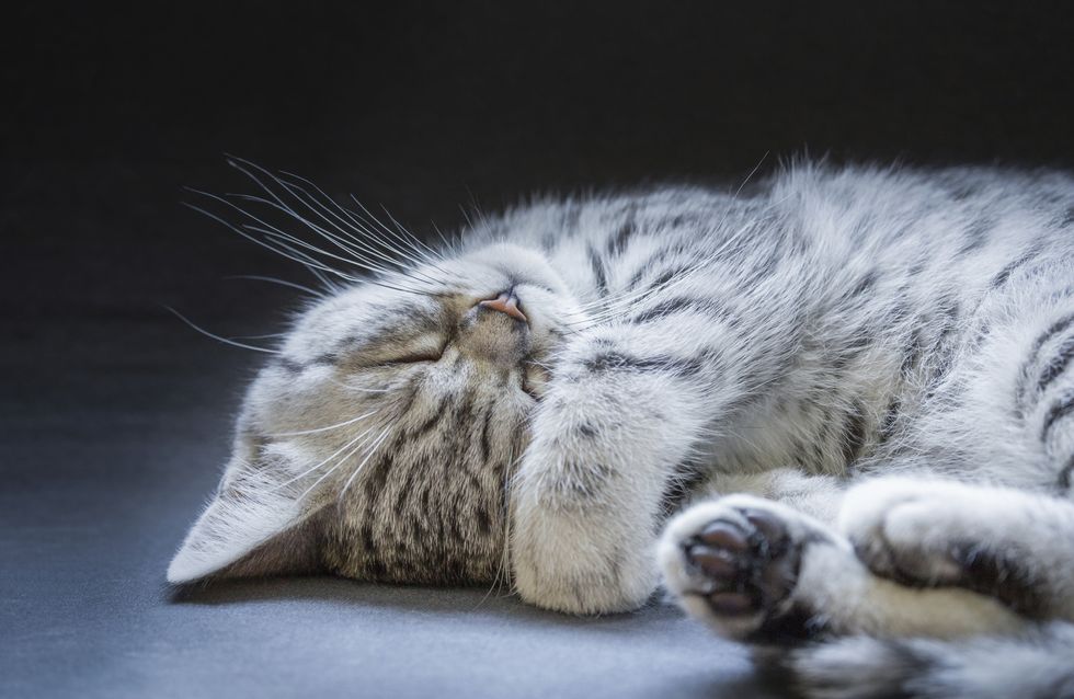 Ich will einen schönen Namen mit L für meinen Kater!