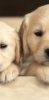 Animaux Droles Dernieres News Et Buzz Videos Photos