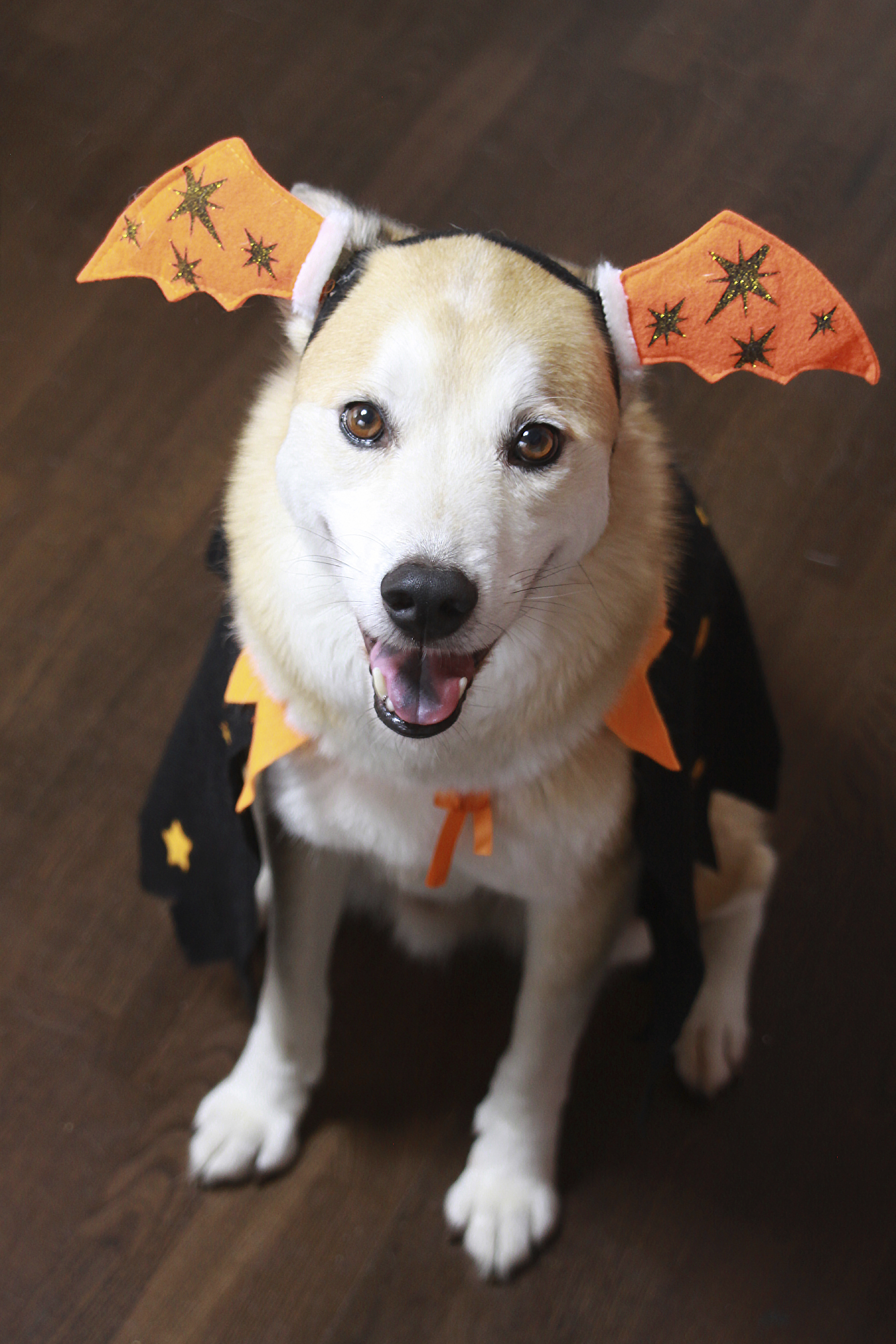 Los disfraces para perro más divertidos de Halloween