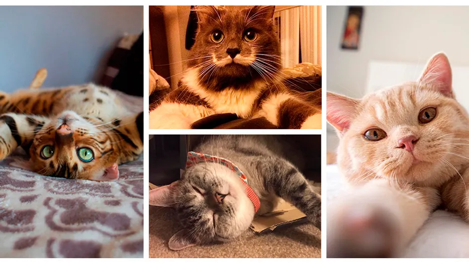 Os gatos mais adoráveis do Instagram