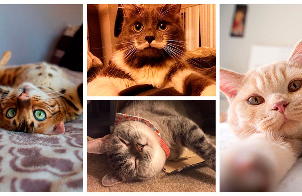 Os gatos mais adoráveis do Instagram