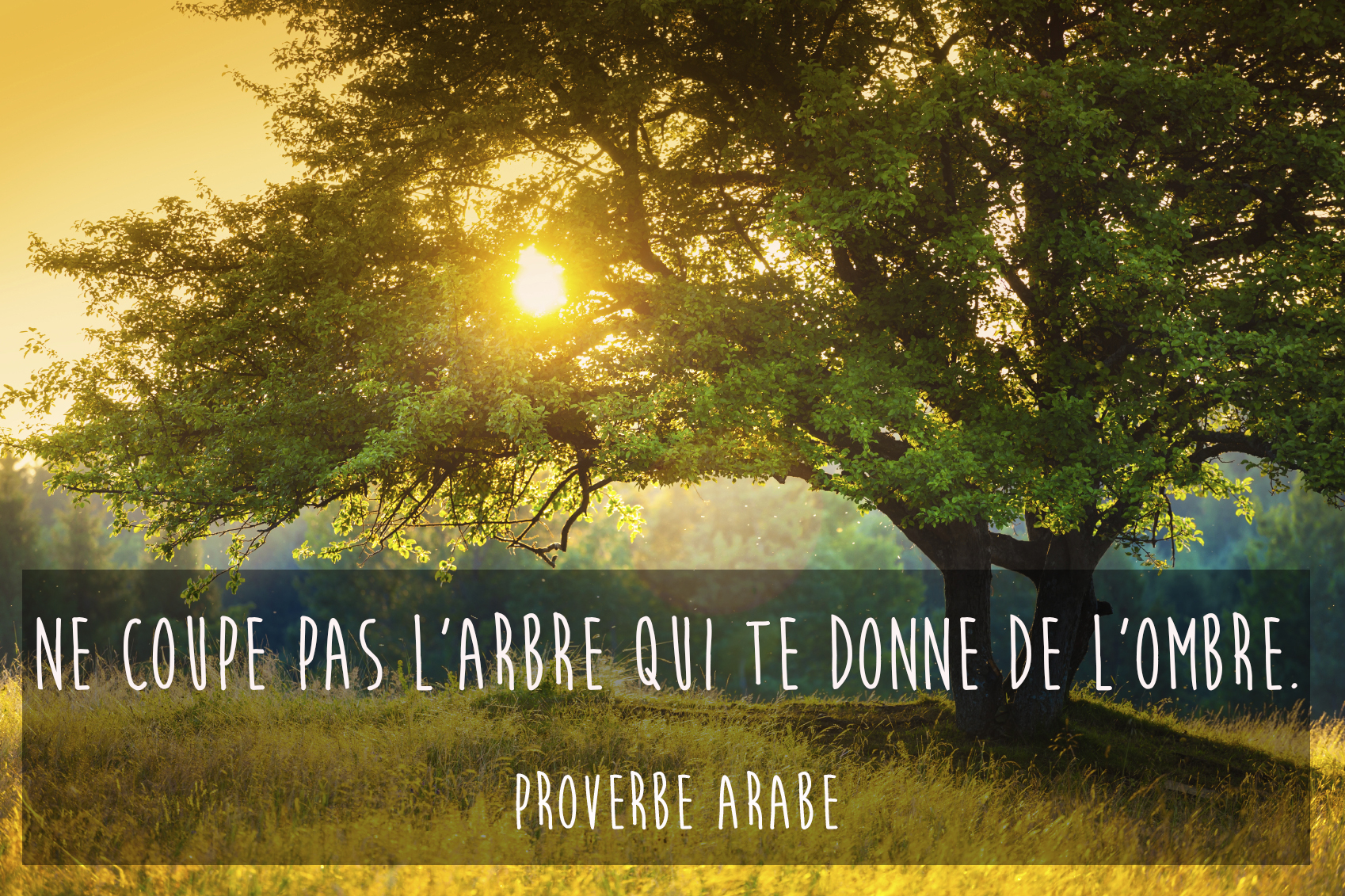 Proverbe Arabe Les Plus Beaux Proverbes Arabes