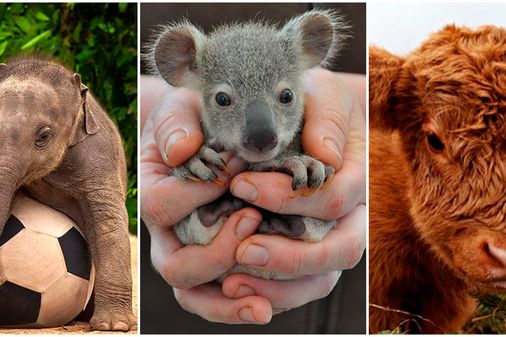 14 fotos de filhotes muito fofos!