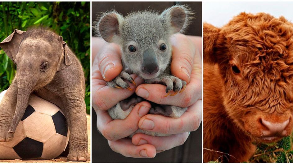 14 fotos de filhotes que deixarão seu dia mais feliz
