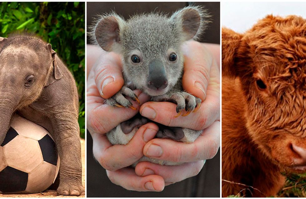 14 fotos de filhotes que deixarão seu dia mais feliz