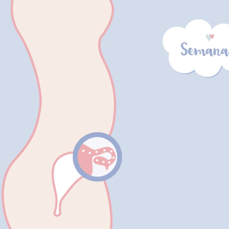 Como se forma un bebe semana a semana