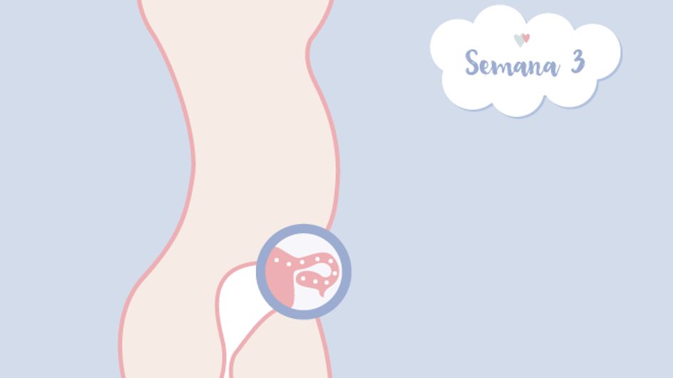 ¡Sentimientos a flor de piel! Descubre cómo es el embarazo semana a semana