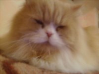 Anemie Non Regeneratrice