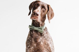 Las mejores fotos de perros de Instagram