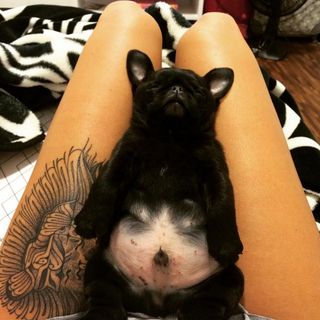 30 barrigas de filhotes de cachorro