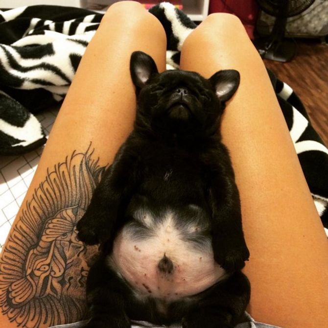 30 barrigas de filhotes de cachorro