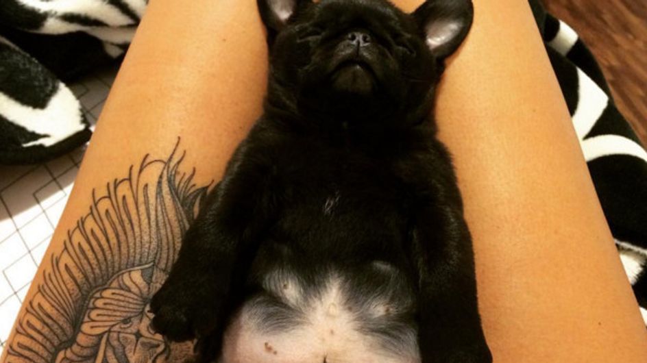 30 barrigas de filhotes de cachorro que fazem tudo melhorar instantaneamente