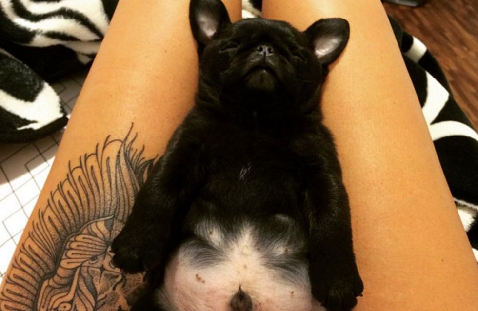 30 barrigas de filhotes de cachorro que fazem tudo melhorar instantaneamente