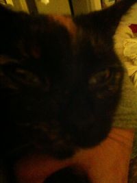 3eme Paupiere Apparente Chaton