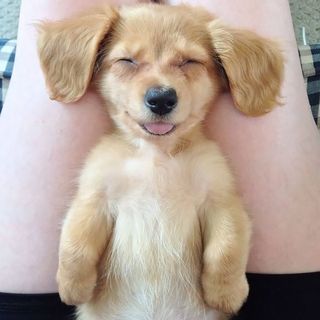 101 imágenes de animales sonriendo que te alegrarán el día