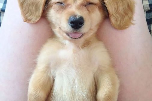 101 imágenes de animales sonriendo que te alegrarán el día