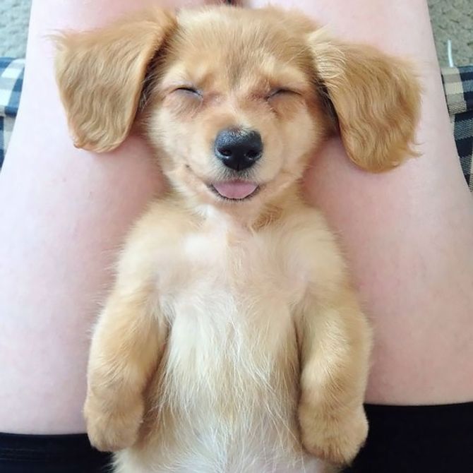 101 imágenes de animales sonriendo que te alegrarán el día