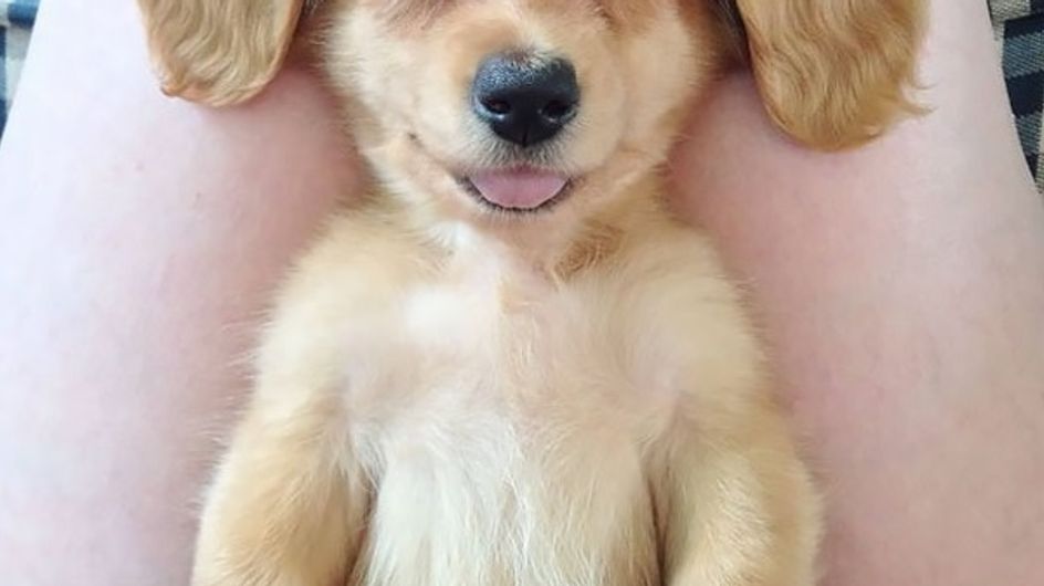 101 imágenes de animales sonriendo que te alegrarán el día