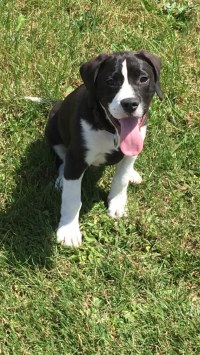 Beagle Croiser Staffie Staff