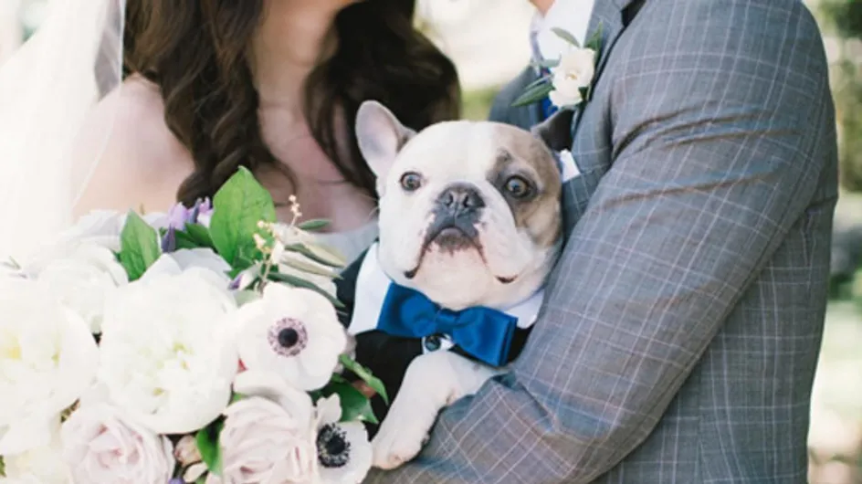 #Instadog: fotos de cachorros participando de casamentos &lt;3
